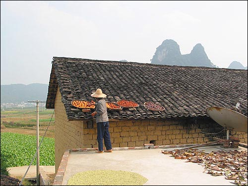 양수오 근교 시골마을 학봉촌, 말리던 곶감 두 개를 얻다. 